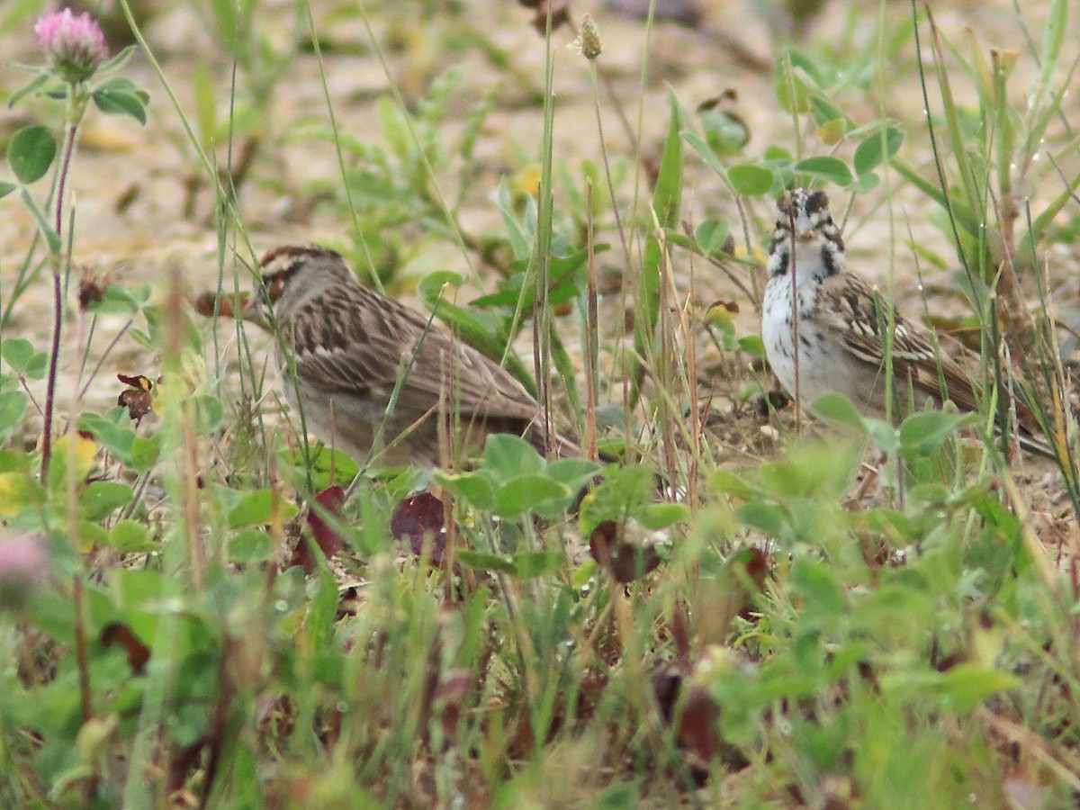 Lark Sparrow - Kenneth Schneider