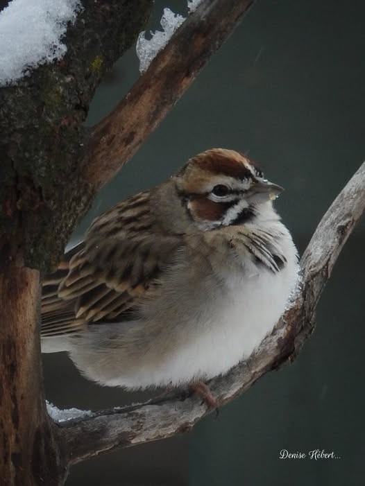 Lark Sparrow - ML630968475