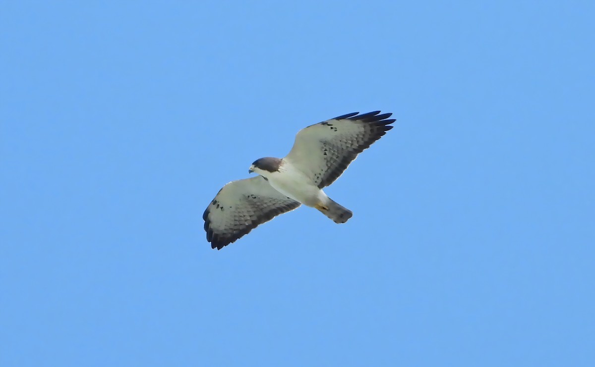 Short-tailed Hawk - ML630968757