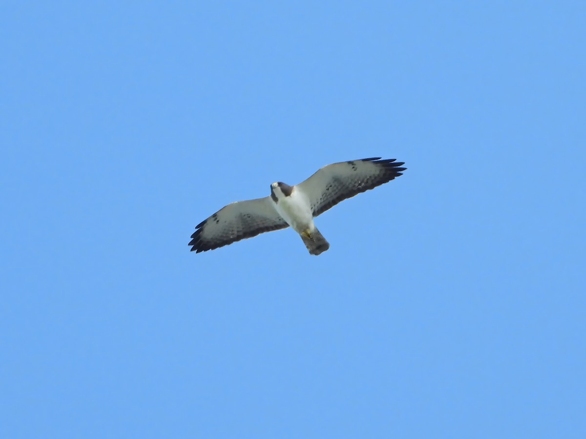 Short-tailed Hawk - ML630968758
