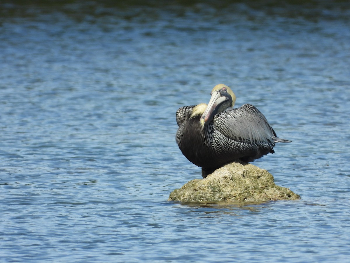 Brown Pelican - ML630968814