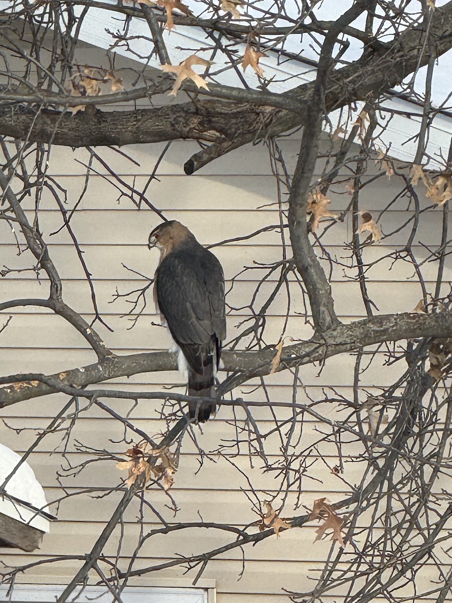 Cooper's Hawk - ML630968873