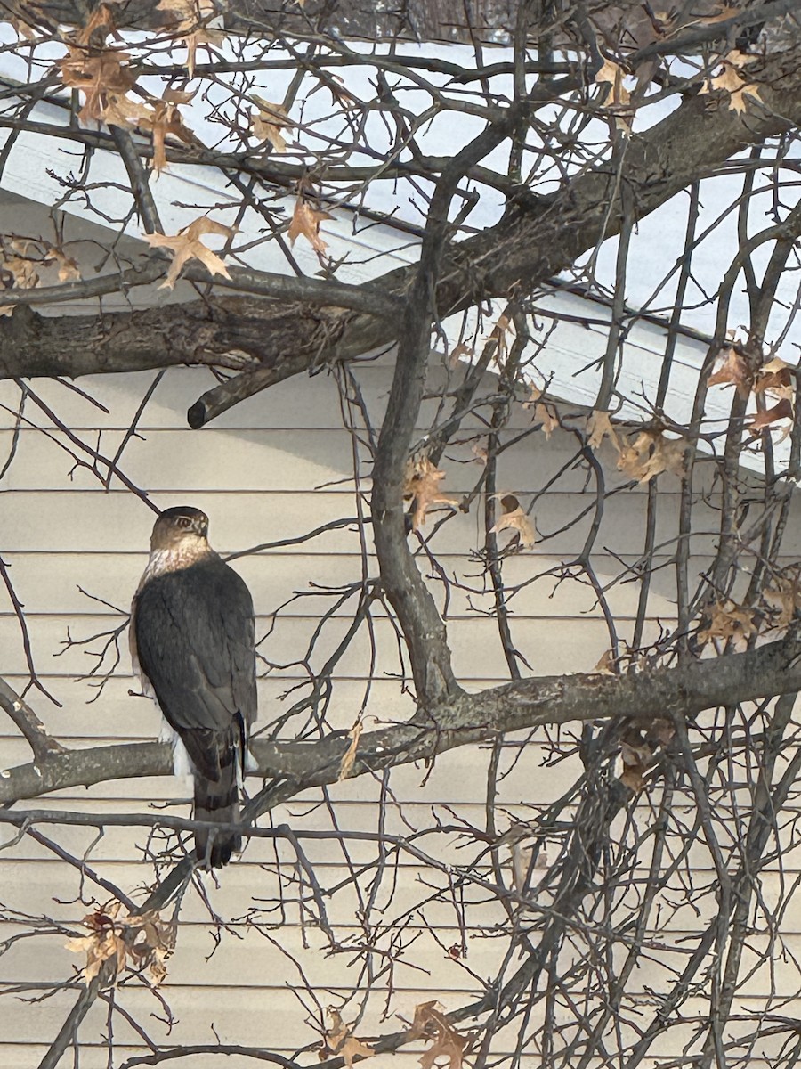 Cooper's Hawk - ML630968874