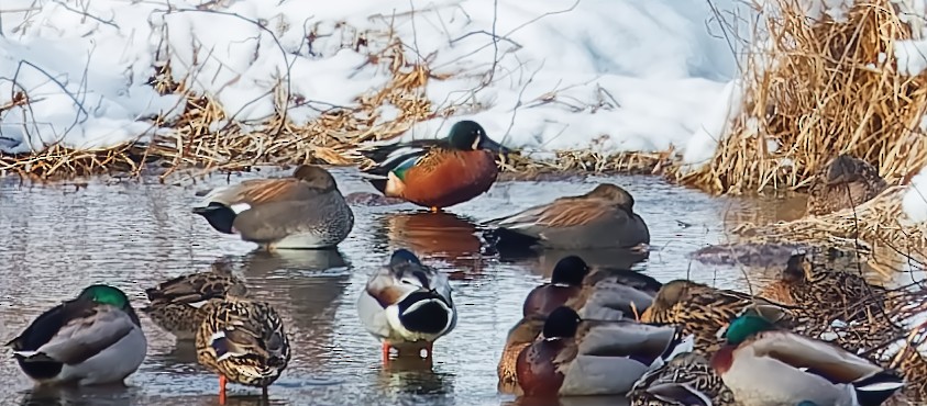 Cinnamon Teal x Northern Shoveler (hybrid) - ML630968889
