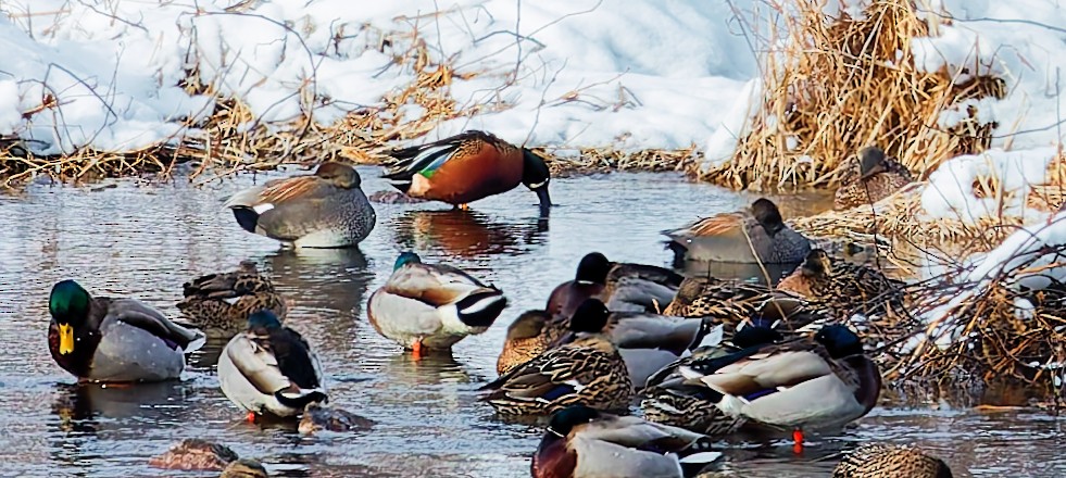 Cinnamon Teal x Northern Shoveler (hybrid) - ML630968891