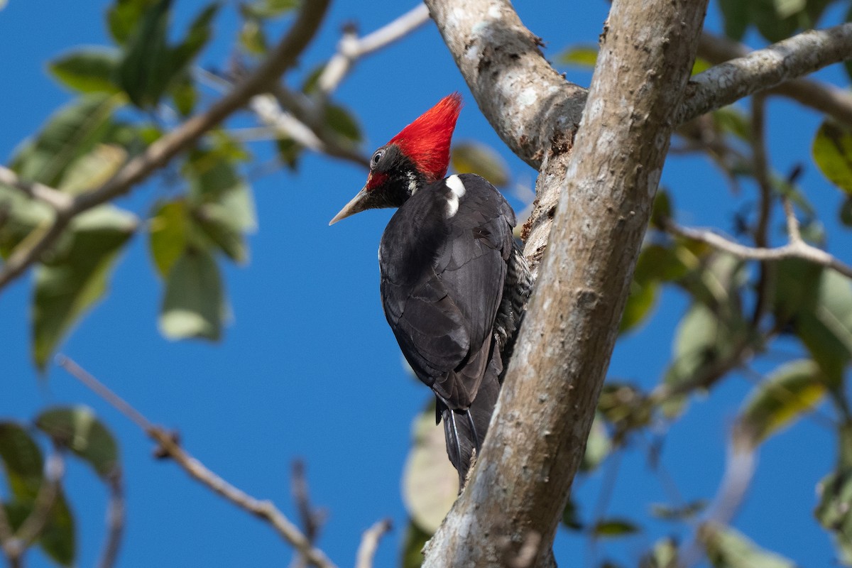 Lineated Woodpecker - ML630969150