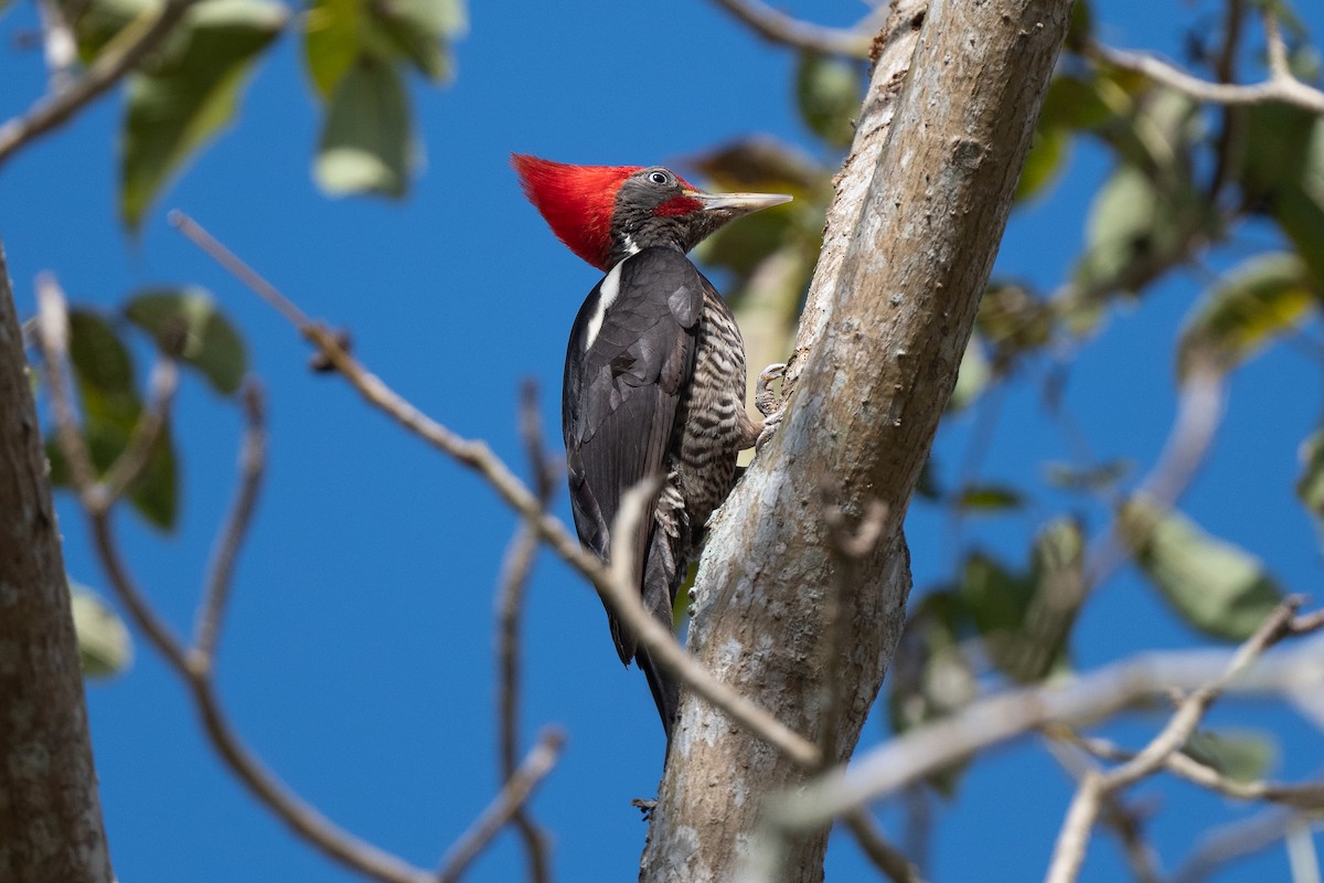 Lineated Woodpecker - ML630969151