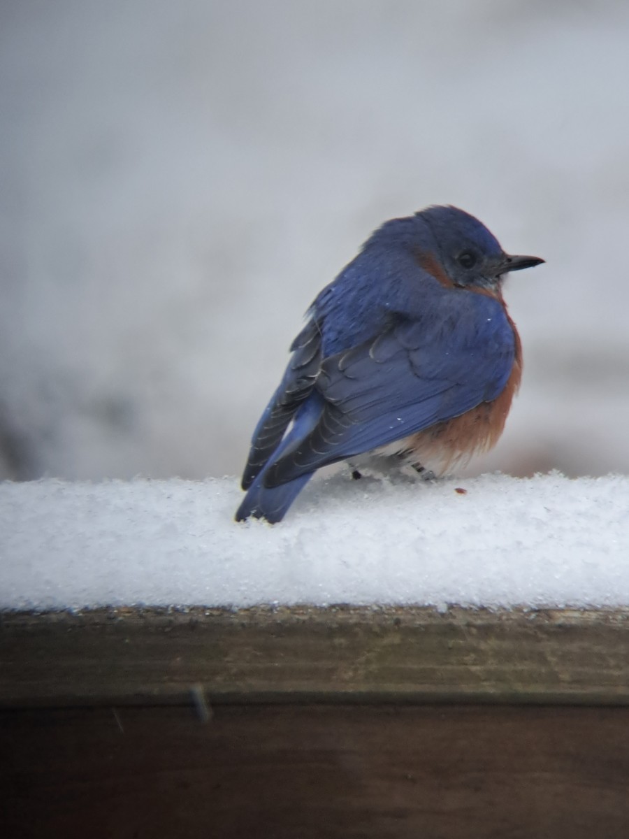 Eastern Bluebird - ML630969201