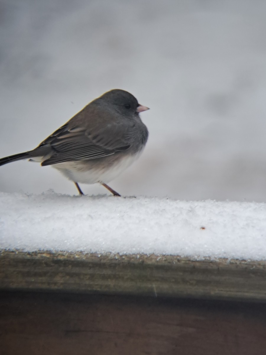 Dark-eyed Junco - ML630969208