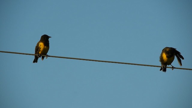 Brown-and-yellow Marshbird - ML630969300