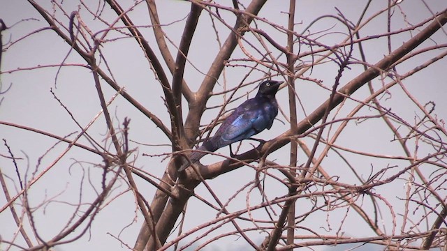 Rüppell's Starling - ML630969329