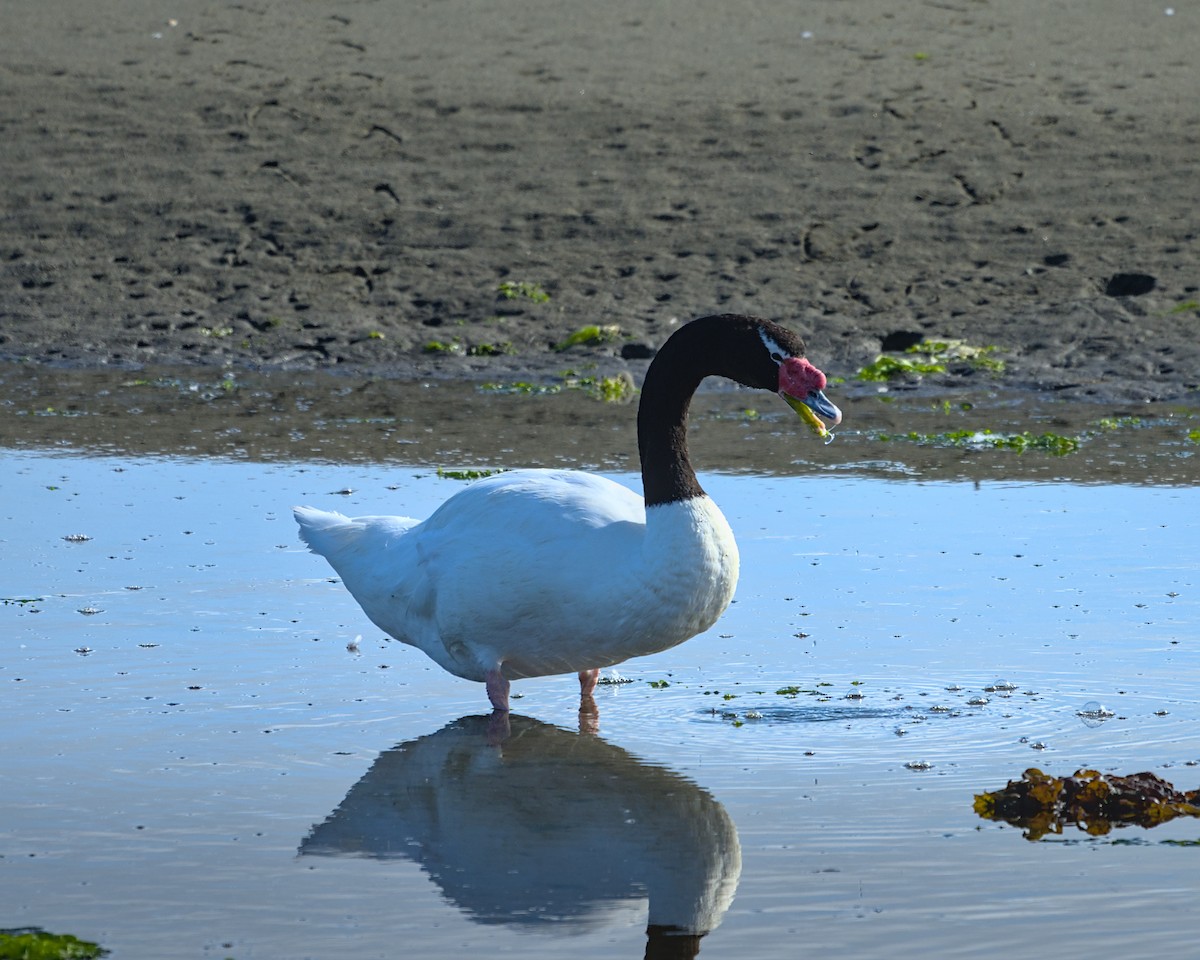 Cisne Cuellinegro - ML630969363