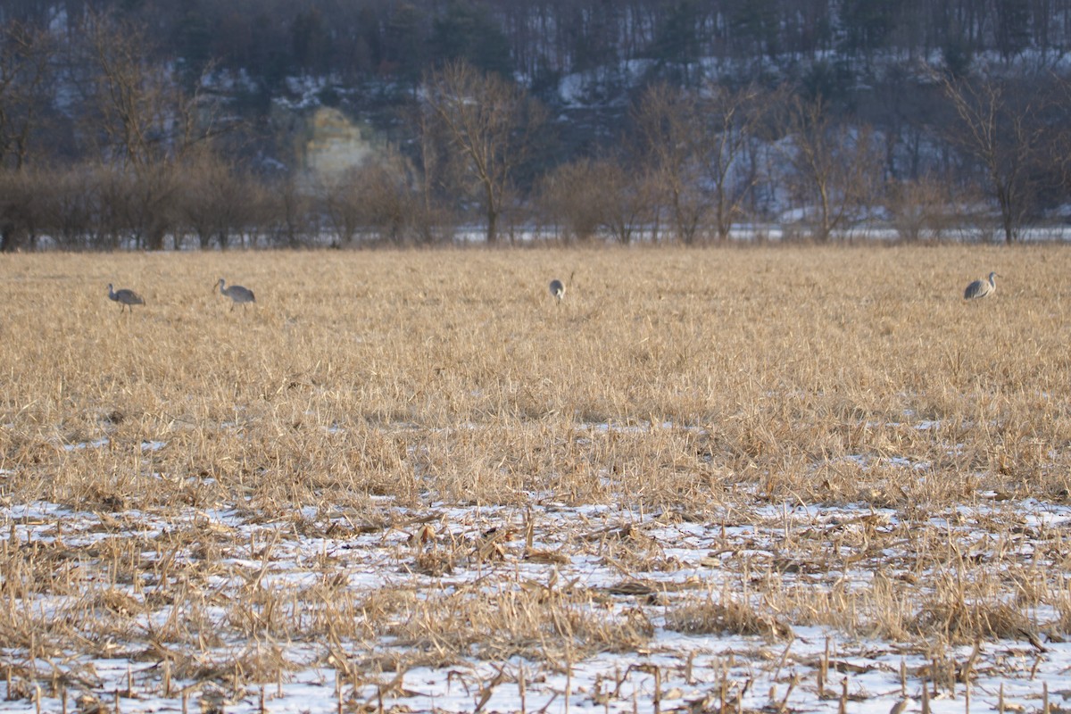 Sandhill Crane - ML630969445