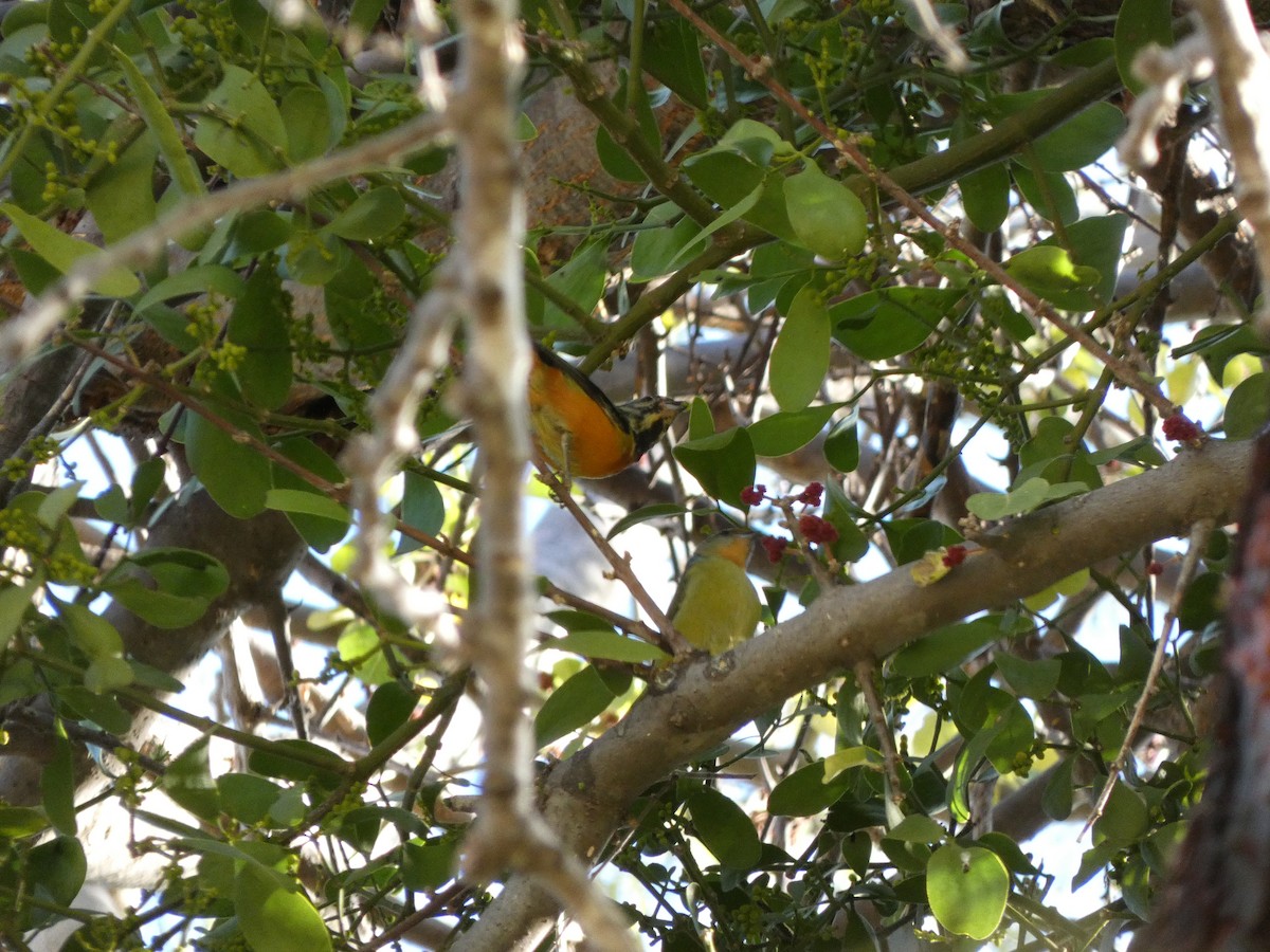 ルリゴシサンショクフウキンチョウ - ML630969489