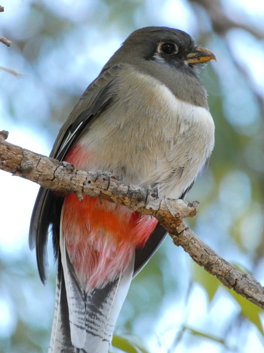 Coppery-tailed Trogon - ML630969652