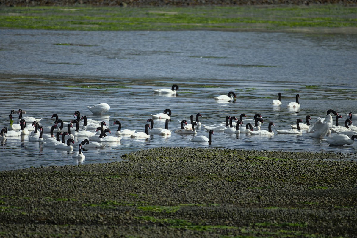 Cisne Cuellinegro - ML630969659