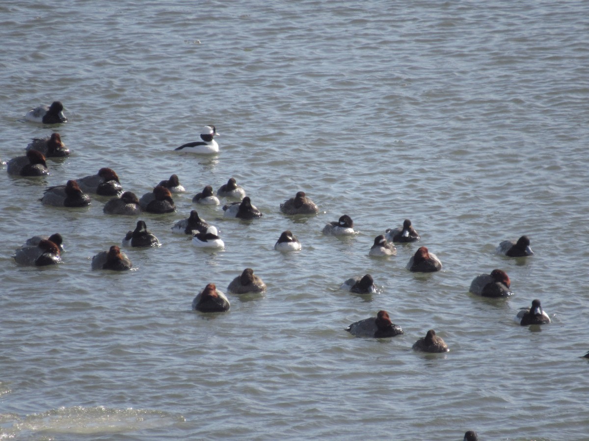 polák americký - ML630969695