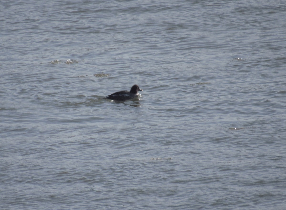 hohol bělavý - ML630969723