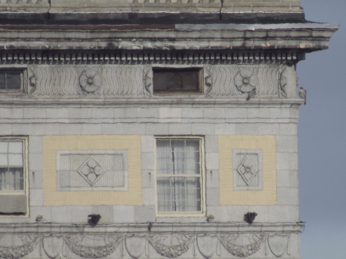 sokol stěhovavý - ML630969771