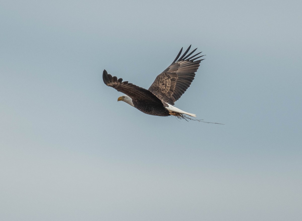 orel bělohlavý - ML630969975