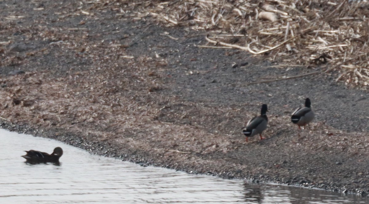 Canard colvert - ML630970180
