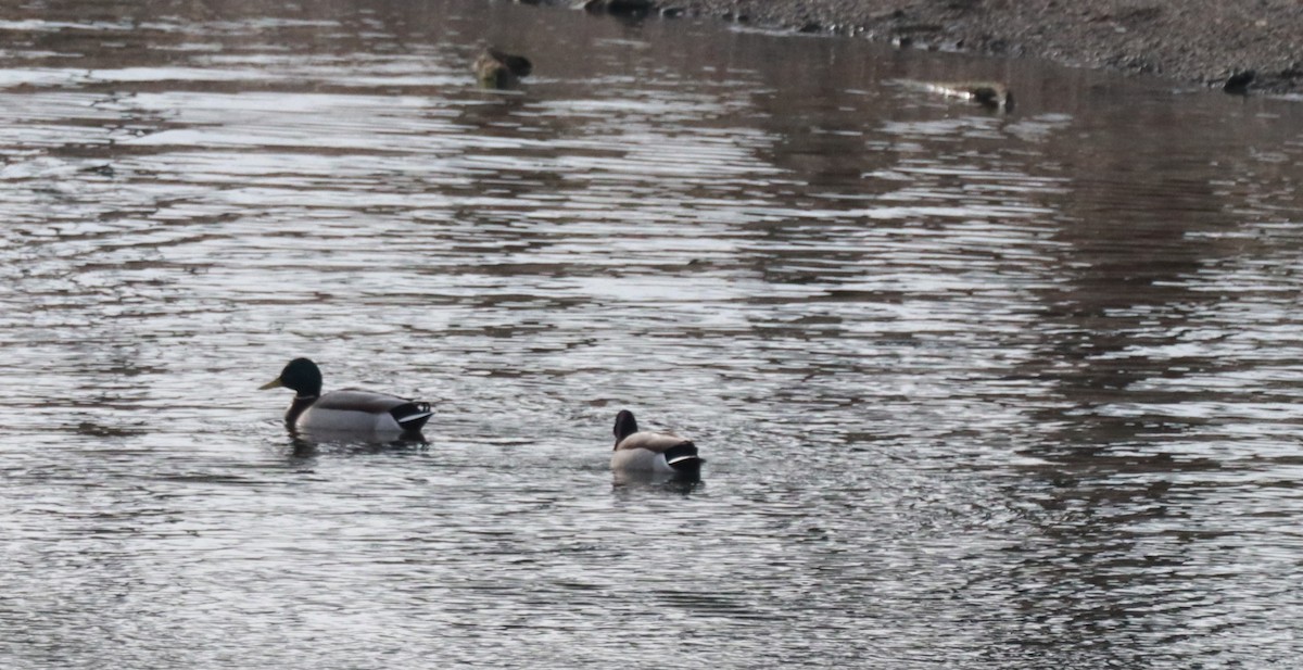 Canard colvert - ML630970181