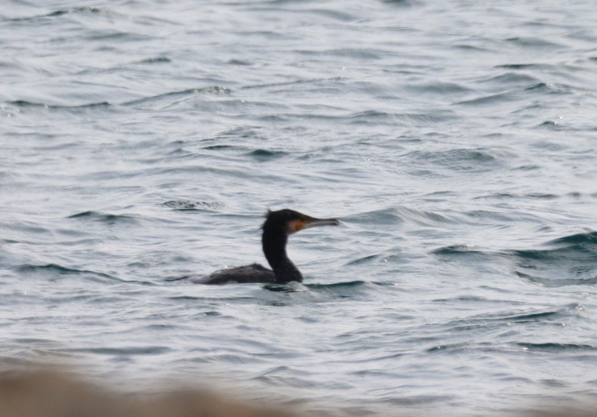 Grand Cormoran - ML630970260