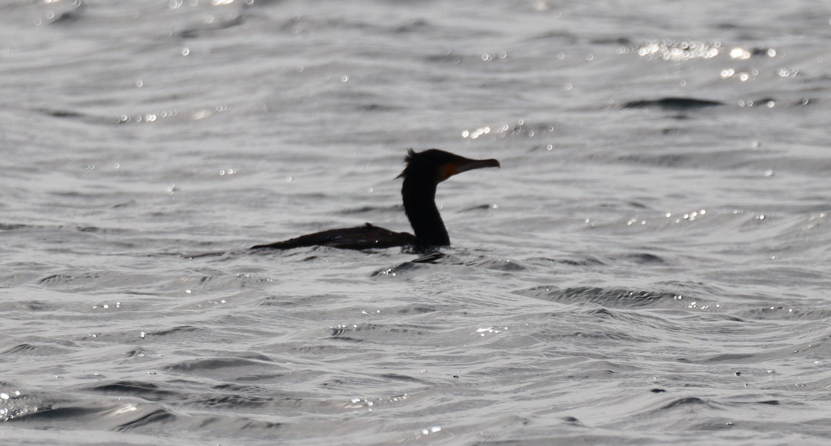 Grand Cormoran - ML630970261
