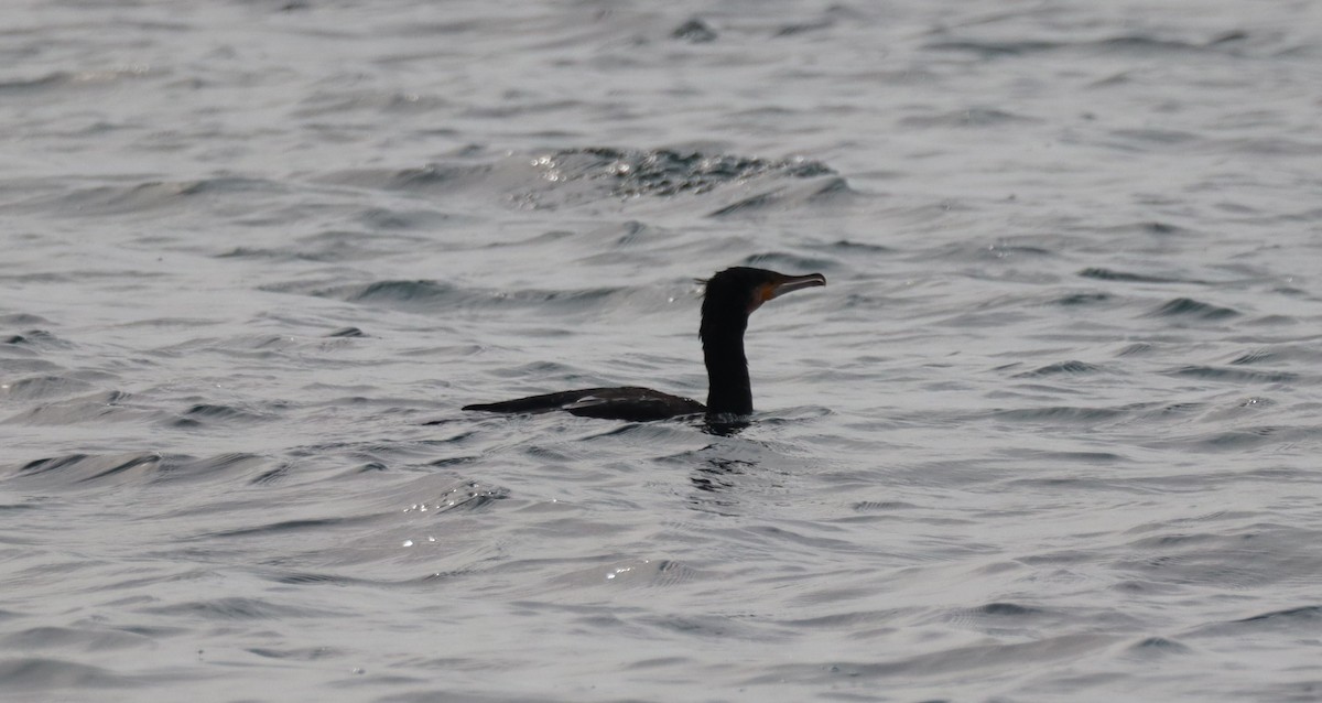 Grand Cormoran - ML630970262