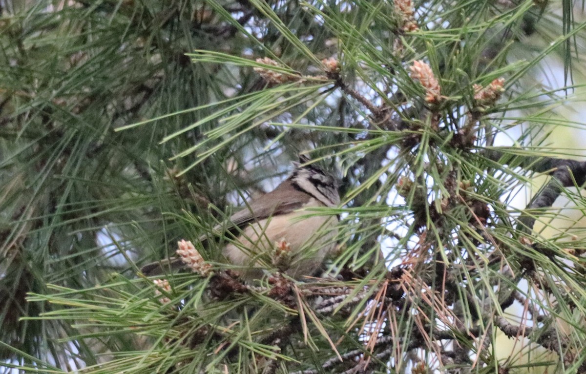 Mésange huppée - ML630970286