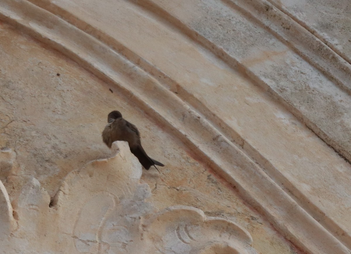 Hirondelle de rochers - ML630970296