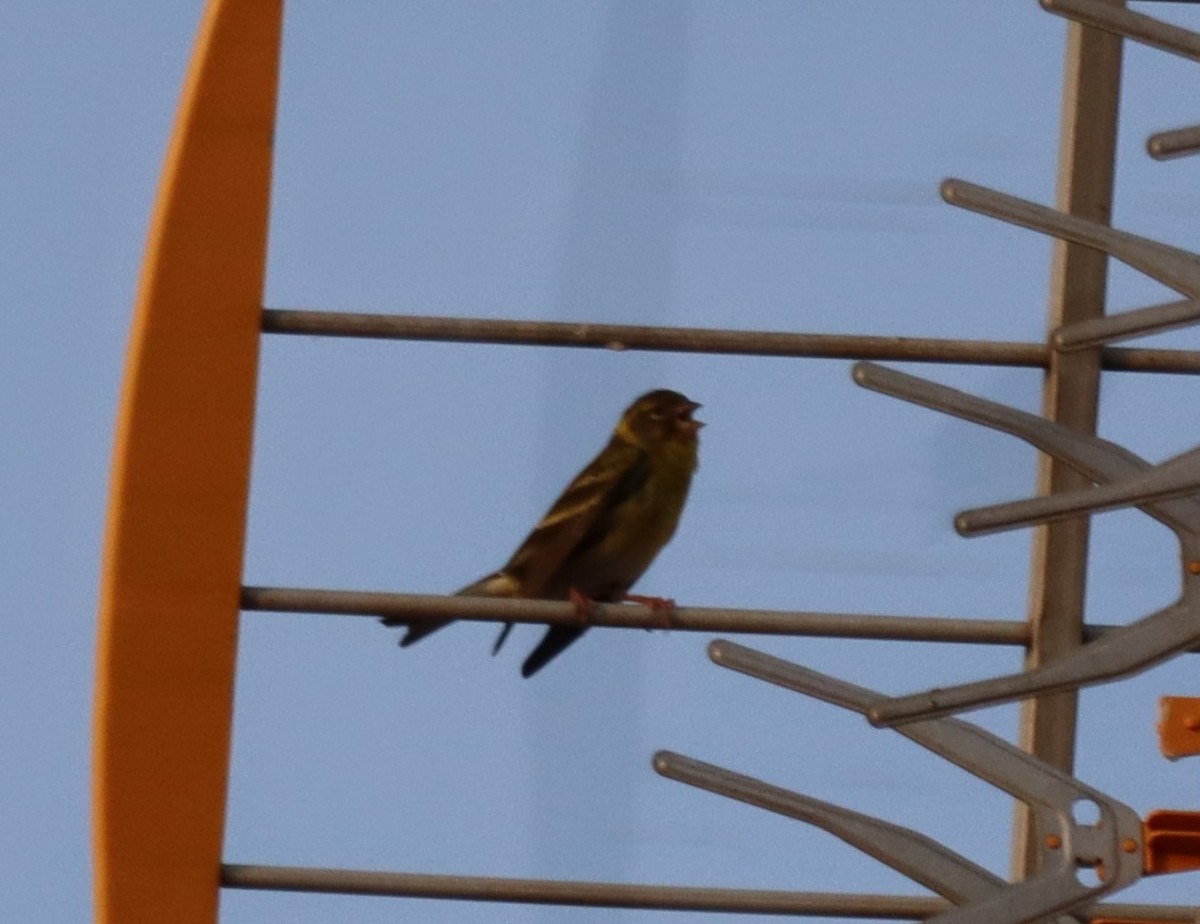 Serin cini - ML630970339