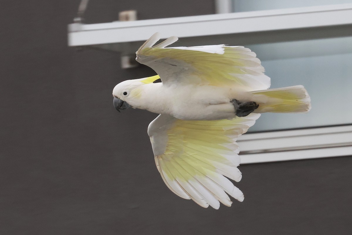 Sulphur-crested Cockatoo - ML630970358