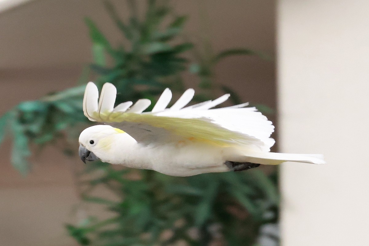 Sulphur-crested Cockatoo - ML630970362