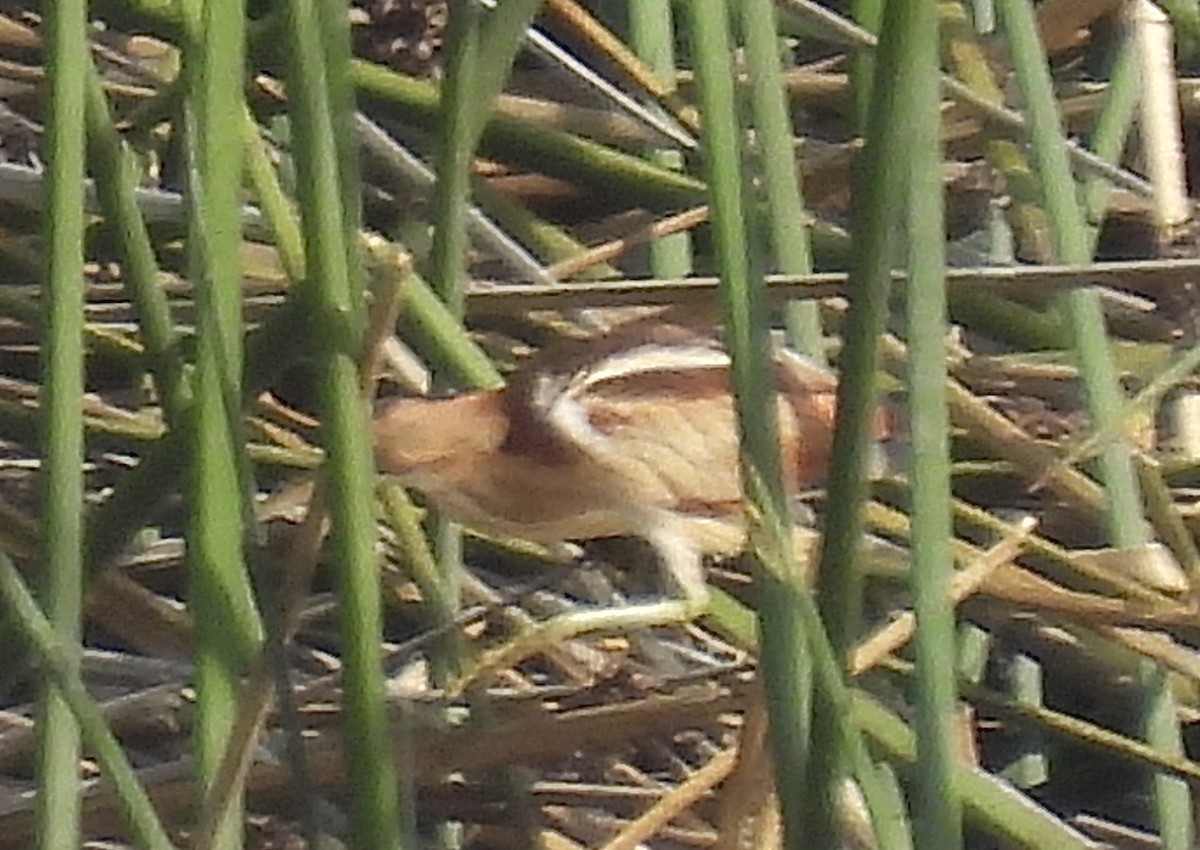 Least Bittern - ML630970469