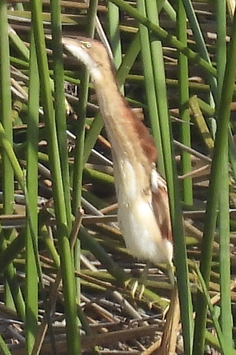 Least Bittern - ML630970470