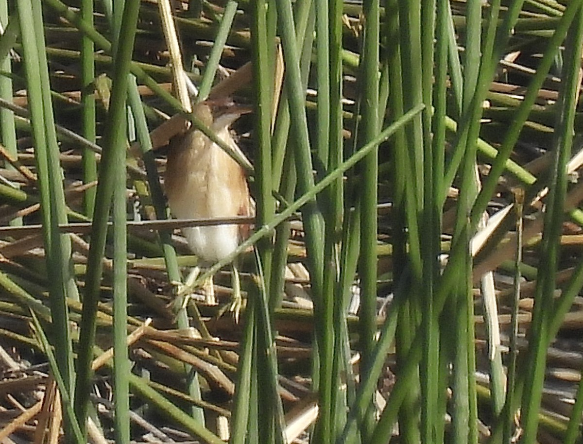 Least Bittern - ML630970471