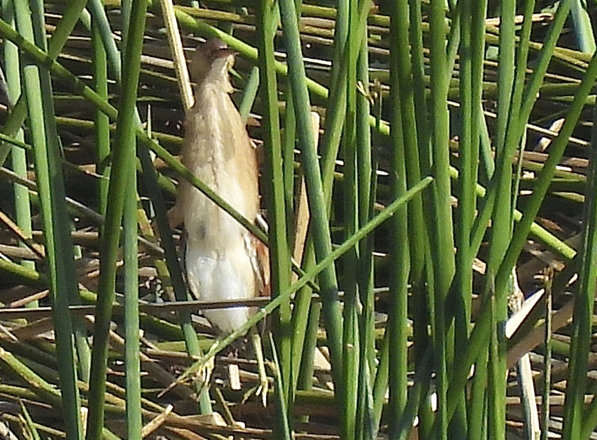 Least Bittern - ML630970472