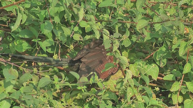 Greater Coucal - ML630970489