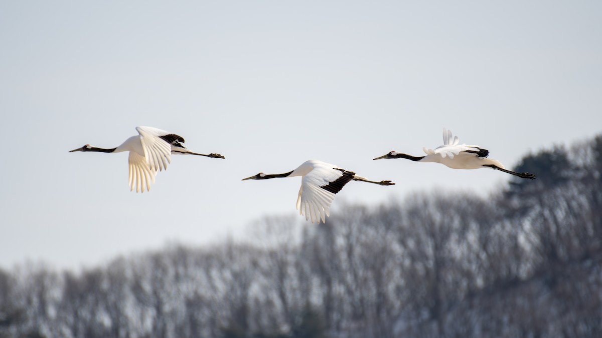 Red-crowned Crane - ML630970508