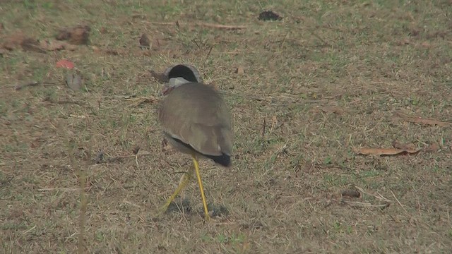 Red-wattled Lapwing - ML630970534