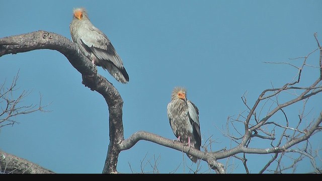 Дэлт ёл - ML630970536