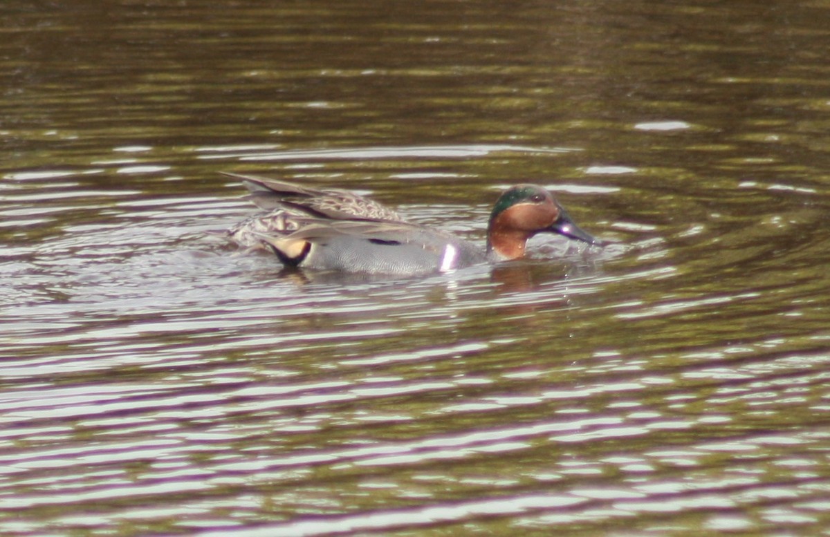 Green-winged Teal - ML630970552