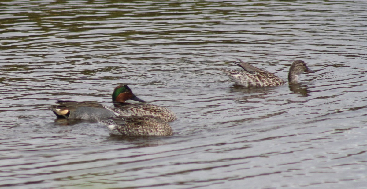 Green-winged Teal - ML630970553