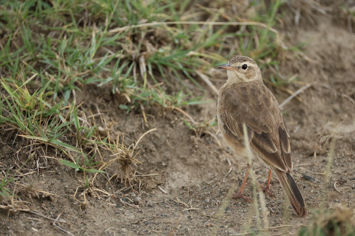 Plain-backed Pipit - ML630970643