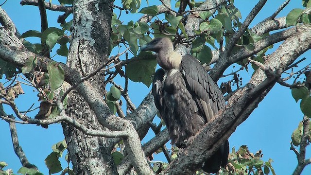 Хималайн хажир - ML630970665