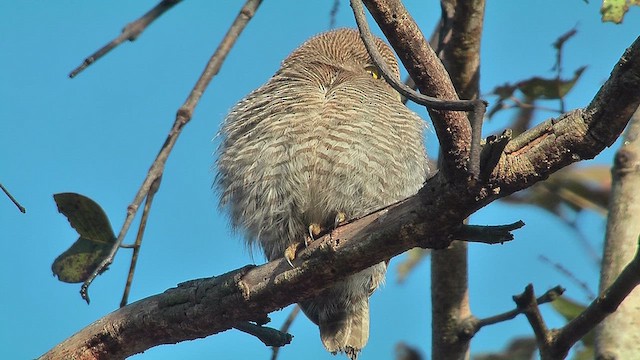 Jungle Owlet - ML630970800