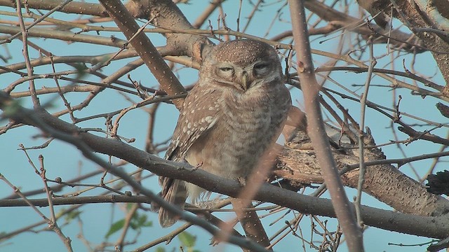 Spotted Owlet - ML630970828