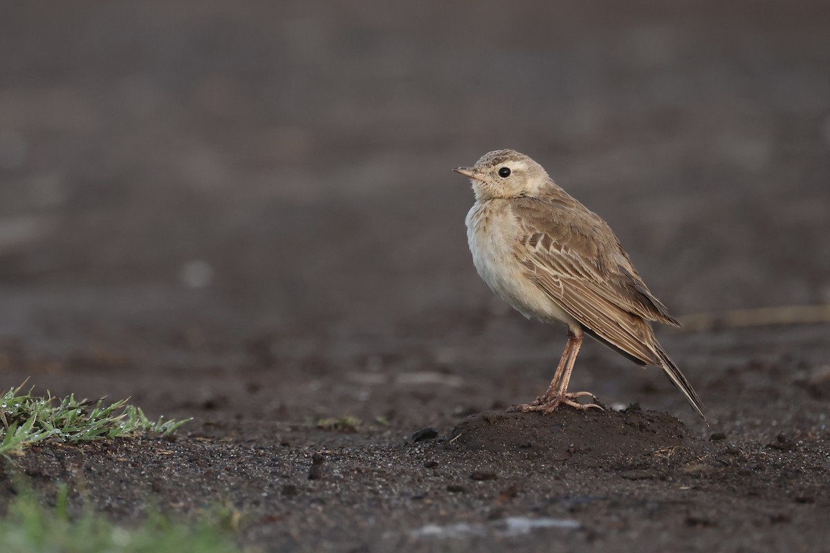 Plain-backed Pipit - ML630970874