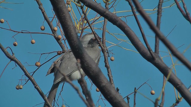 Indian Gray Hornbill - ML630970881